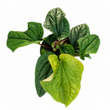 Anthurium Luxurians X Radicans