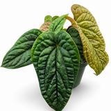 Anthurium Luxurians X Radicans