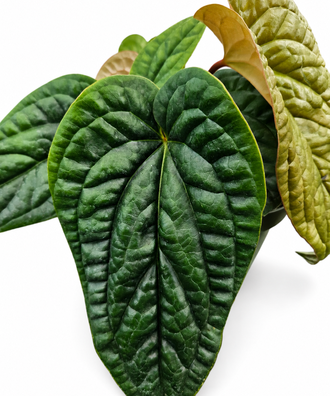 Anthurium Luxurians X Radicans