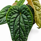 Anthurium Luxurians X Radicans