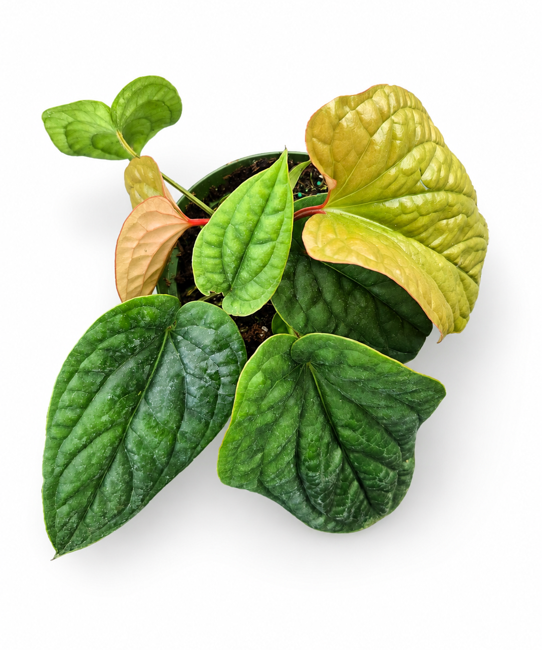 Anthurium Luxurians X Radicans