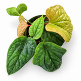 Anthurium Luxurians X Radicans