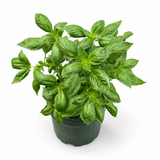 Basil Devotion | Herb
