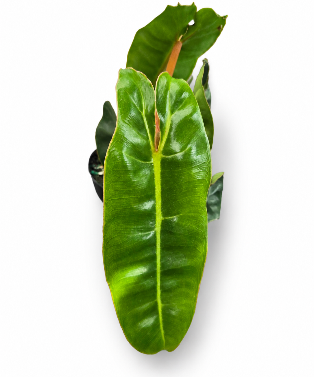 Philodendron Billietaie