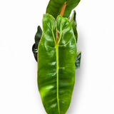 Philodendron Billietaie