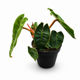 Philodendron Billietaie