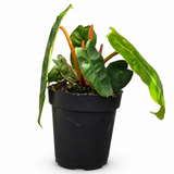 Philodendron Billietaie