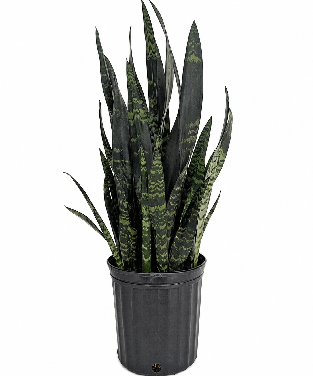 Black Coral Snake Plant