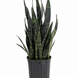 Black Coral Snake Plant