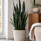 Black Coral Snake Plant