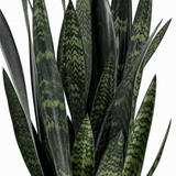 Black Coral Snake Plant