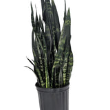 Black Coral Snake Plant