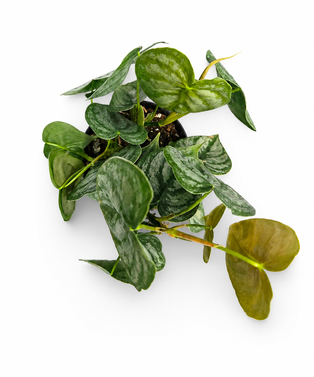 Philodendron Brantianum