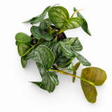 Philodendron Brantianum