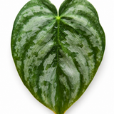 Philodendron Brantianum