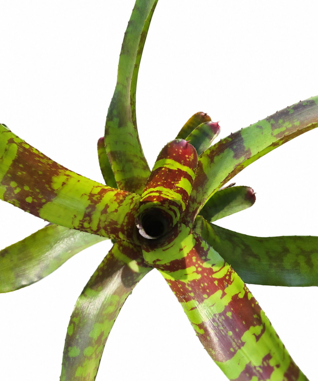 Bromeliad Neoregelia Guacomole