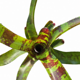 Bromeliad Neoregelia Guacomole