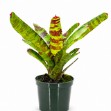 Bromeliad Neoregelia Guacomole
