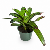 Bromeliad Neoregelia High Voltage