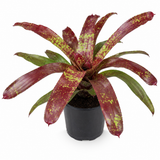 Bromeliad Neoregalia Paprki