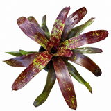 Bromeliad Neoregalia Paprki