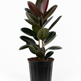 Burgundy Rubber Plant