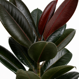 Burgundy Rubber Plant