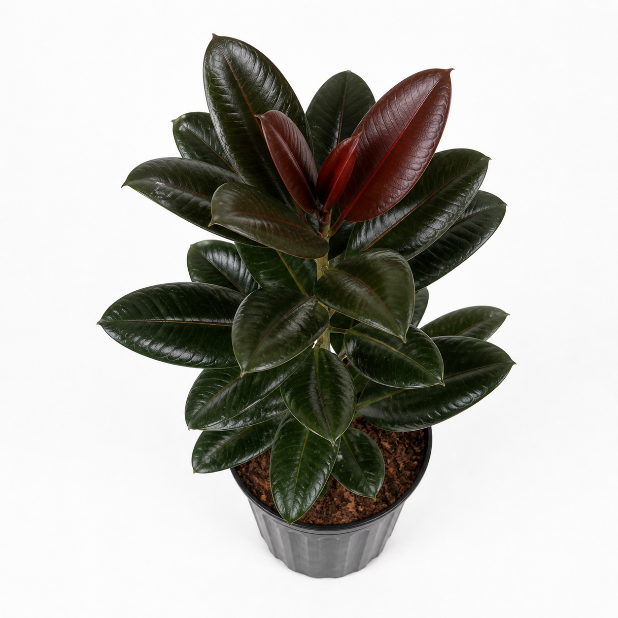 Burgundy Rubber Plant