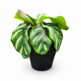 Calathea Fasciata