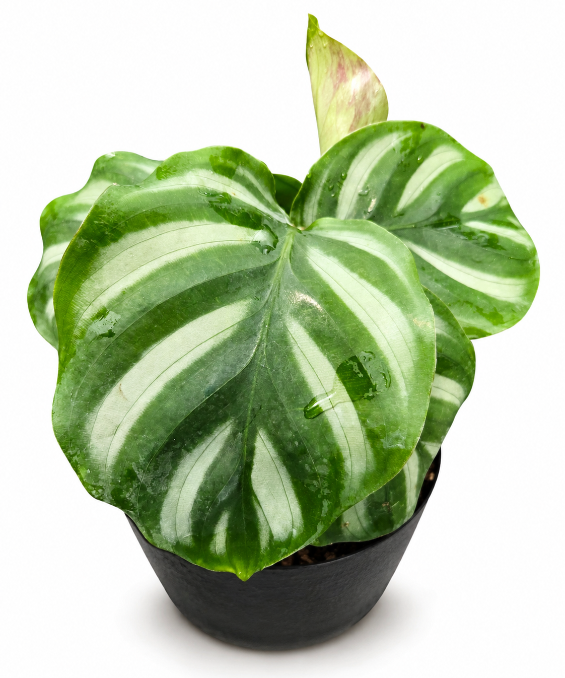Calathea Fasciata