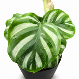 Calathea Fasciata