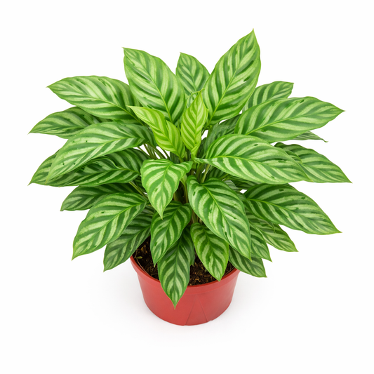 Calathea Freddie – Prayer Plant