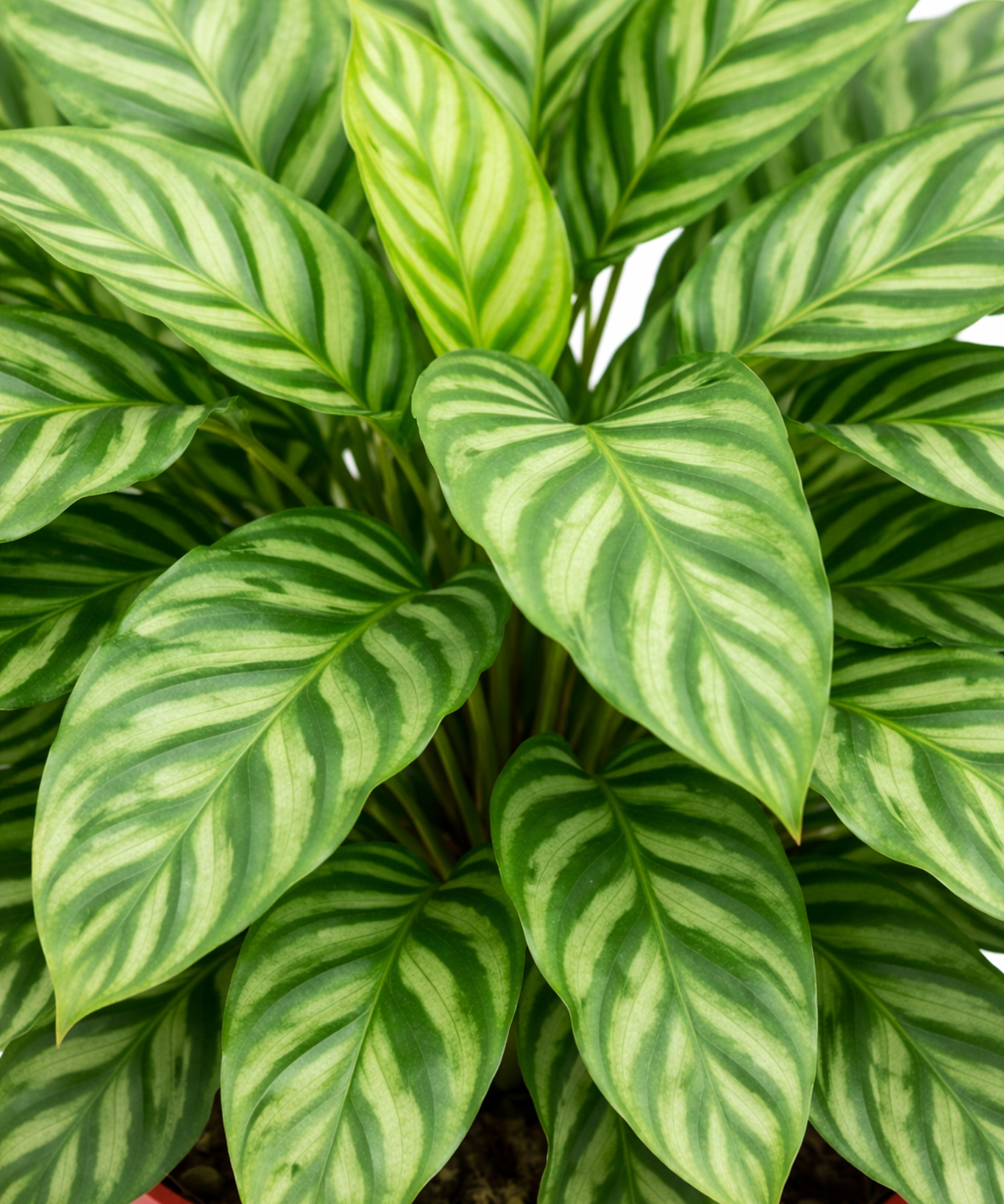 Calathea Freddie – Prayer Plant