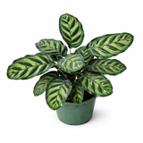 Calathea Peacock
