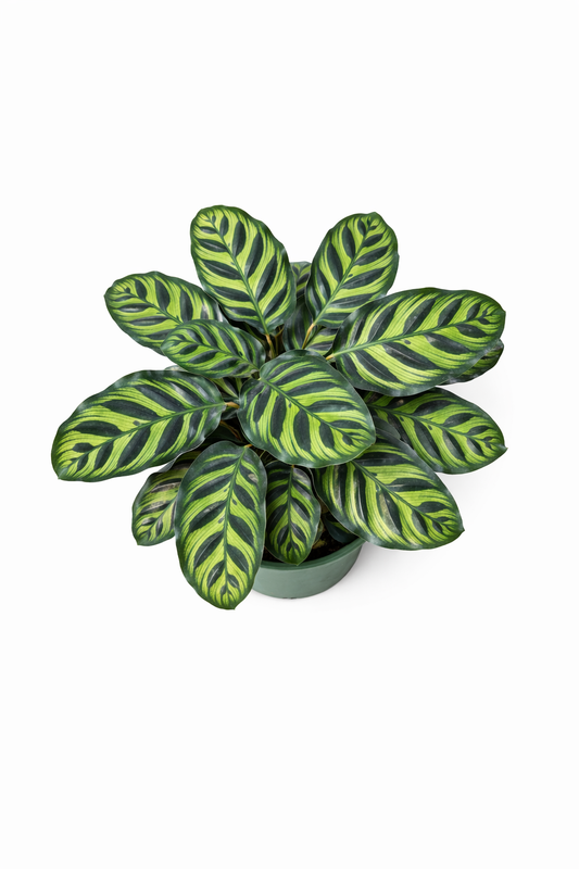 Calathea Peacock