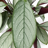 Calathea Setosa