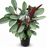 Calathea Setosa