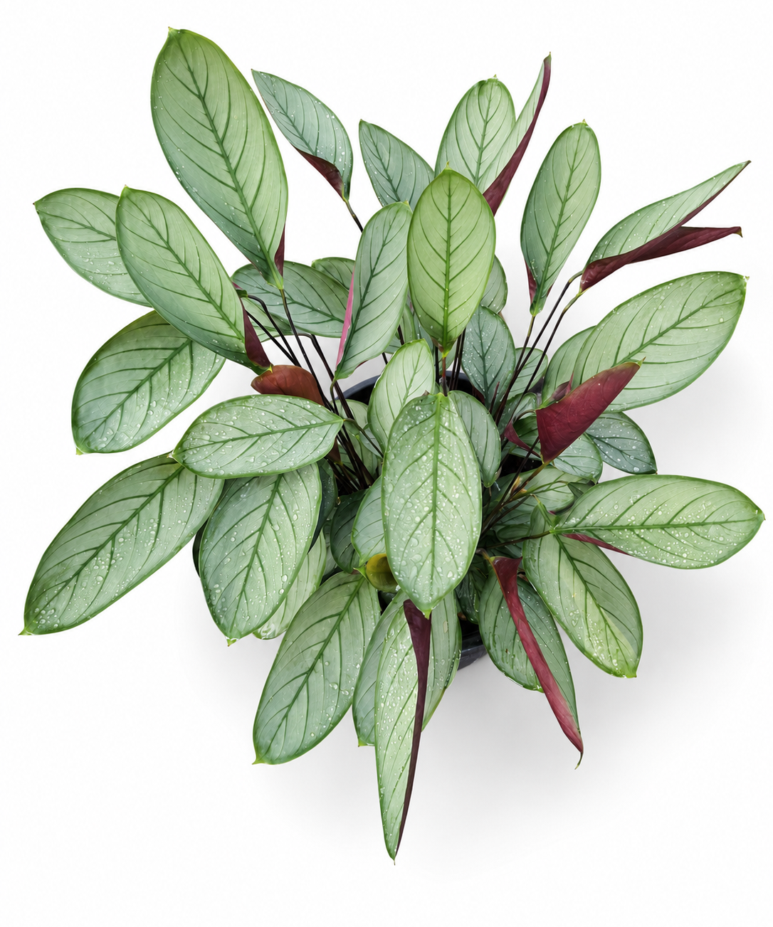 Calathea Setosa