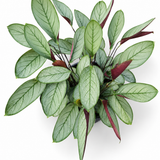 Calathea Setosa