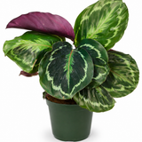 Calathea Medallion