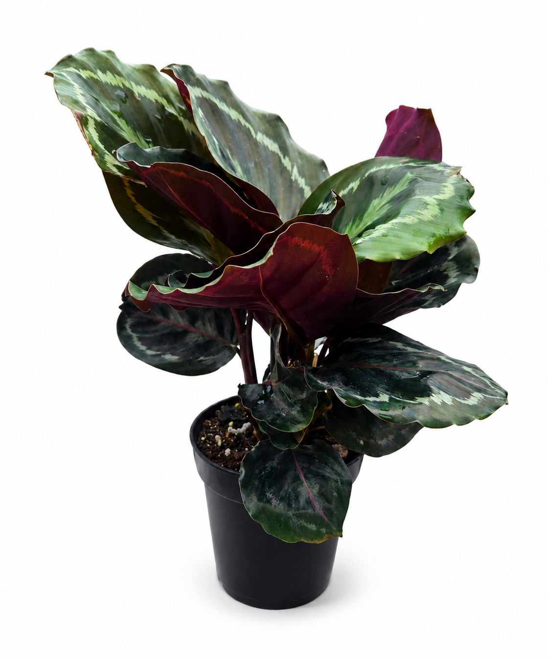 Calathea Medallion