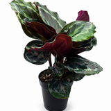 Calathea Medallion