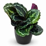 Calathea Medallion