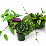 Growers Pick Beginner Plant Parent Pack