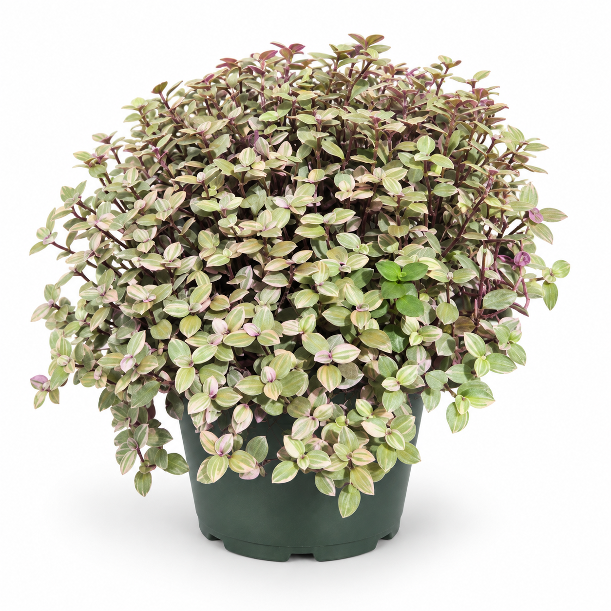 Callisia Pink Panther