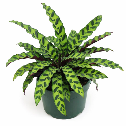 Calathea Rattlesnake – Prayer Plant