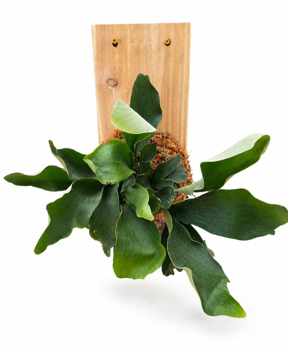Cedar Plank Mounted Staghorn Fern