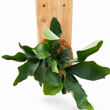 Cedar Plank Mounted Staghorn Fern