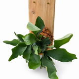 Cedar Plank Mounted Staghorn Fern