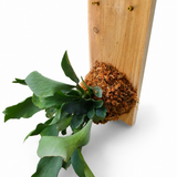Cedar Plank Mounted Staghorn Fern